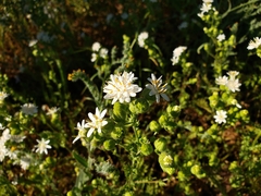 Moscharia pinnatifida