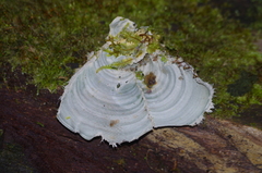 Arrhenieae
