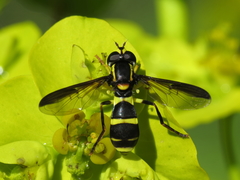 Xanthogramma marginale