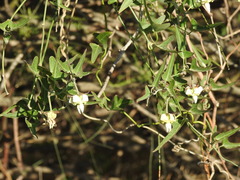 Araujia angustifolia