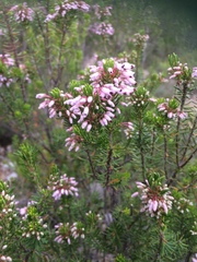 Erica multiflora