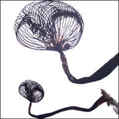 Cribraria cancellata