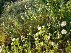 Moscharia pinnatifida