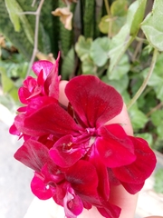 Pelargonium
