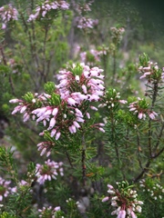 Erica multiflora
