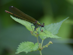 Calopteryx