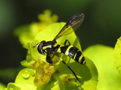 Xanthogramma marginale