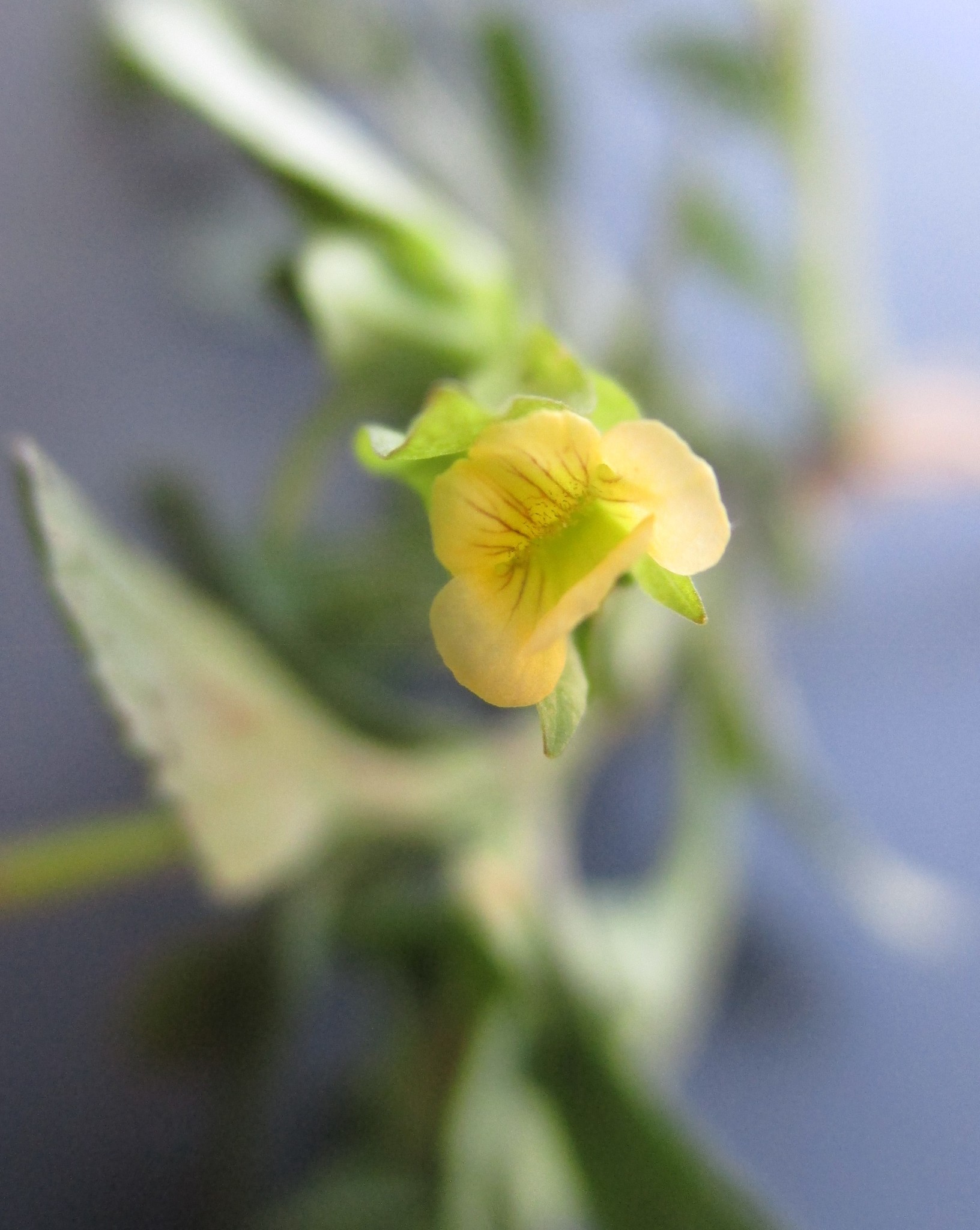 Mecardonia procumbens image