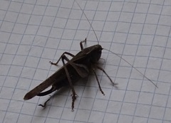 Platycleis intermedia