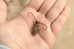 Deretrachys juvencus