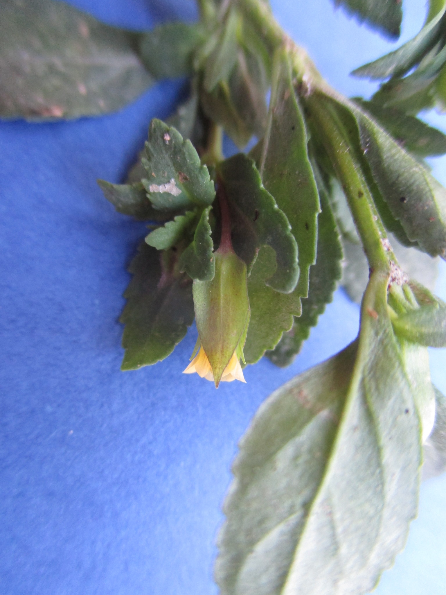 Mecardonia procumbens image