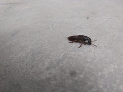 Platydracus notatus