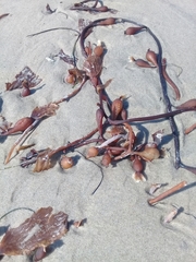 Macrocystis pyrifera