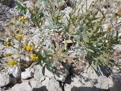 Senecio crassiflorus