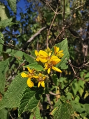 Dendroviguiera quinqueradiata