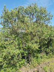 Dendroviguiera quinqueradiata