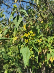 Dendroviguiera quinqueradiata