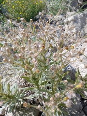 Senecio crassiflorus