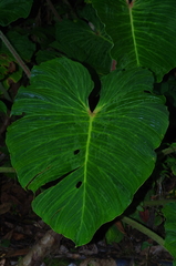 Philodendron verrucosum