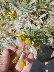 Senecio crassiflorus
