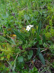 Androsace chamaejasme