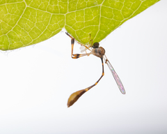 Leptopteromyia americana