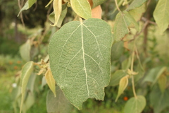 Croton