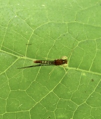 Leucrocuta aphrodite