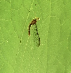 Leucrocuta aphrodite