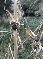Chlorochroa