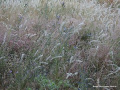 Rumex papillaris