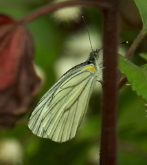Pieris erutae