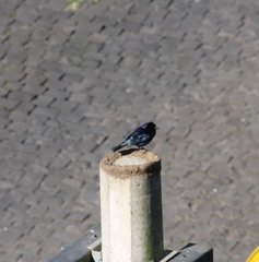 Molothrus bonariensis