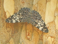Hamadryas fornax