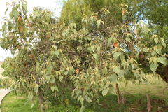 Croton