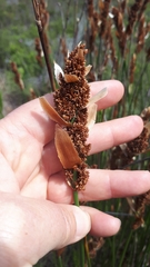 Elegia racemosa