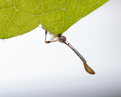 Leptopteromyia americana