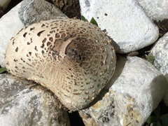 Chlorophyllum molybdites