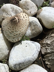 Chlorophyllum molybdites
