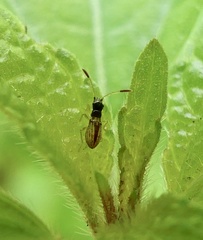 Myodocha serripes