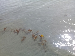 Macrocystis pyrifera