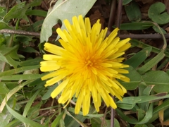 Taraxacum officinale