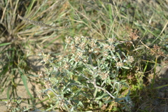 Gnaphalium rossicum