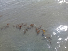 Macrocystis pyrifera