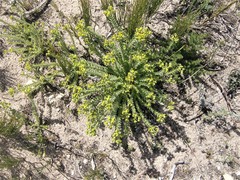 Euphorbia foliosa