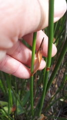 Elegia racemosa