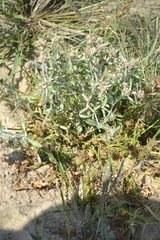 Gnaphalium rossicum