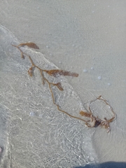 Macrocystis pyrifera