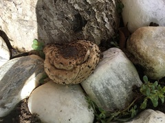 Chlorophyllum molybdites