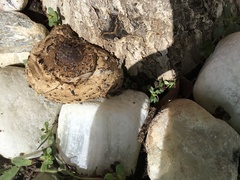 Chlorophyllum molybdites